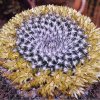 mamamillaria_gigantea